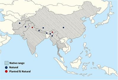 A comprehensive review of Quercus semecarpifolia Sm.: An ecologically and commercially important Himalayan tree